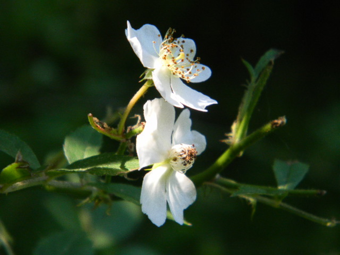 multiflora rose  Multiflora Rose,New York,Rosa multiflora,Rosa sempervirens,rosa sempervirens