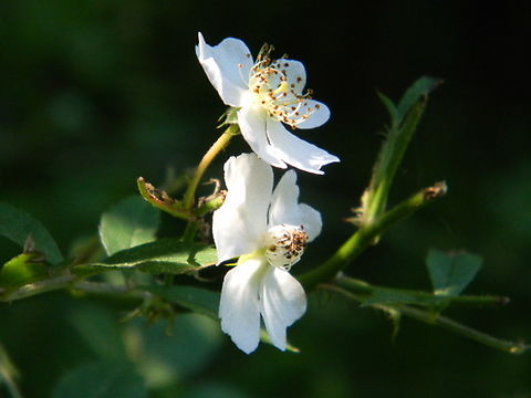 multiflora rose  Multiflora Rose,New York,Rosa multiflora,Rosa sempervirens,rosa sempervirens