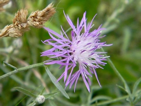 knapweed  Centaurea nigrescens,Knapweed,centaurea nigrescens