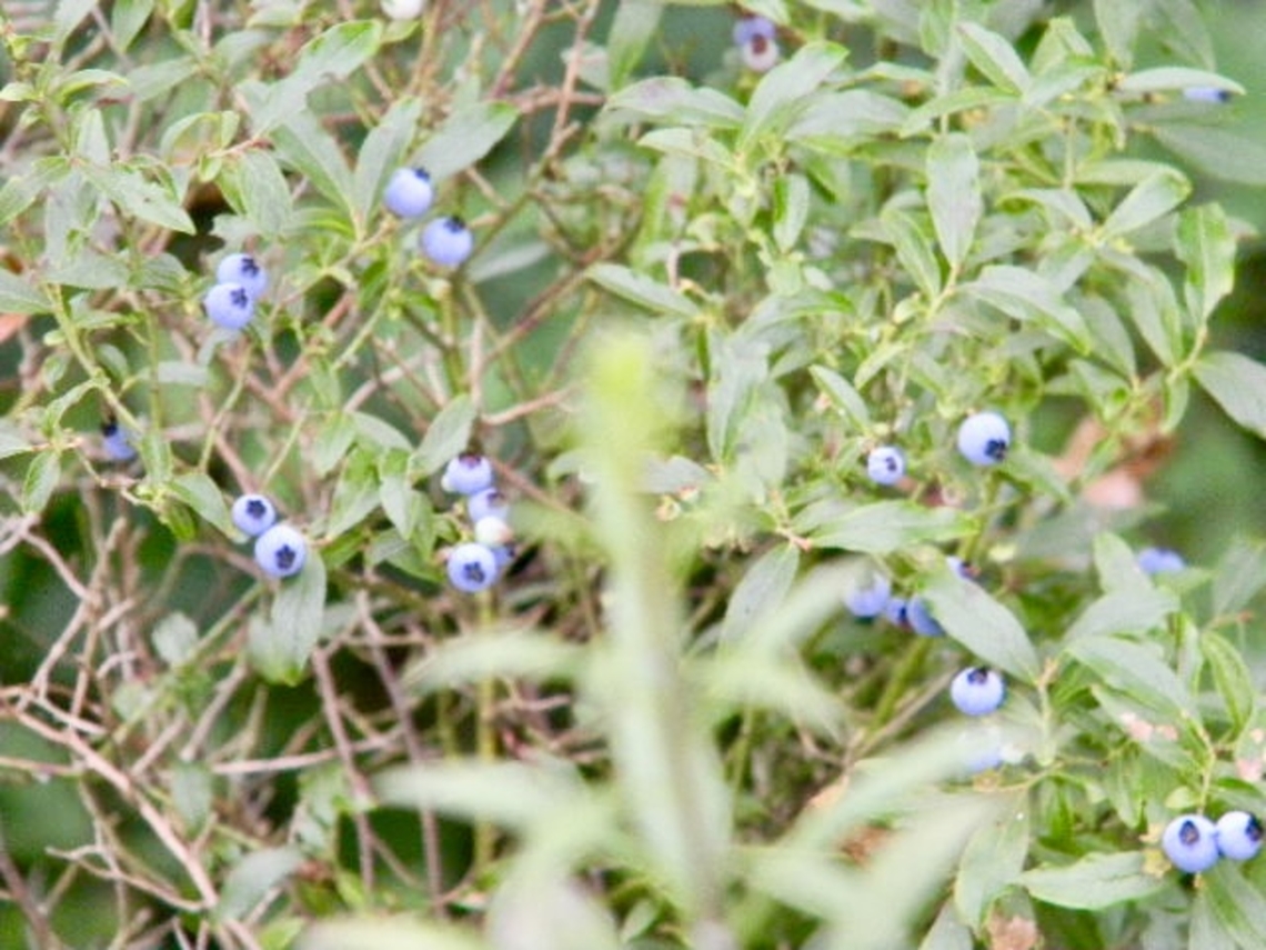 blueberries found growing near a rock ledge in the catskill region Lowbush Blueberry,New York,Vaccinium angustifolium,Vaccinium boreale,vaccinium boreale