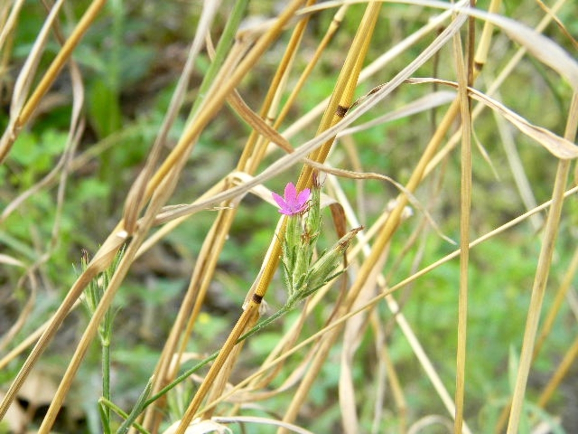 deptford pink  Deptford Pink,Dianthus armeria,New York State
