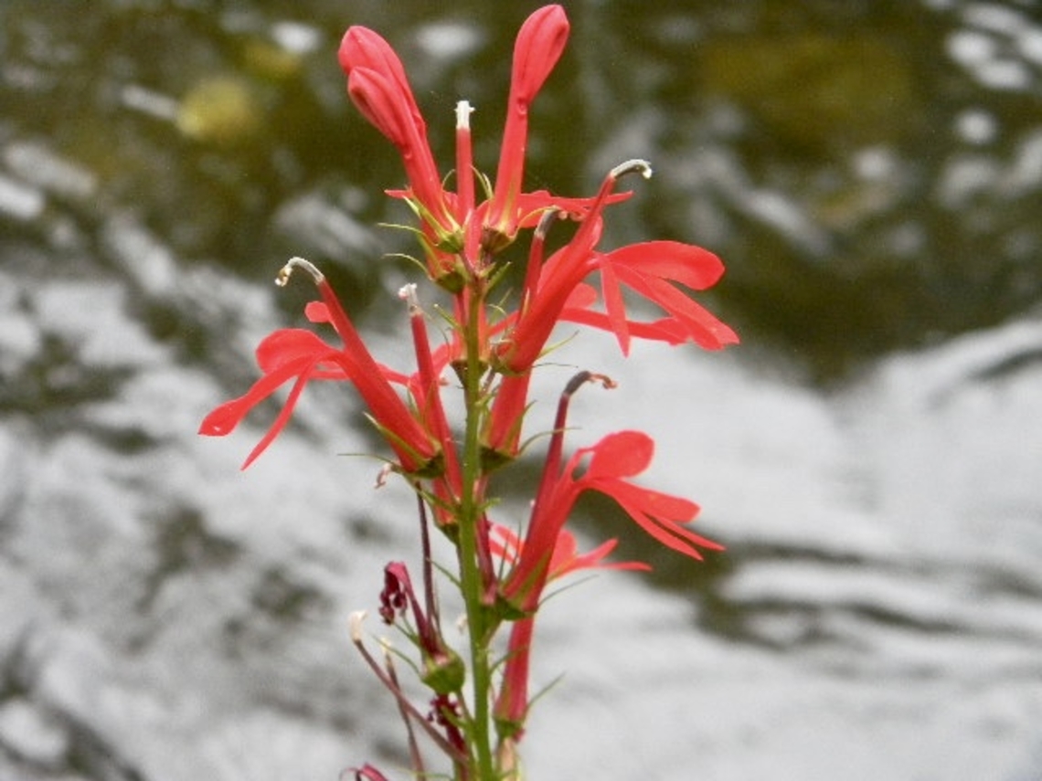 cardinal flower  Cardinal Flower,Lobelia cardinalis,New York State