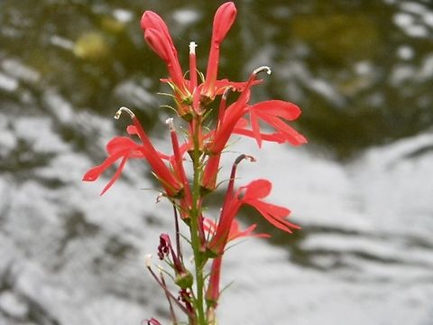 cardinal flower  Cardinal Flower,Lobelia cardinalis,New York State
