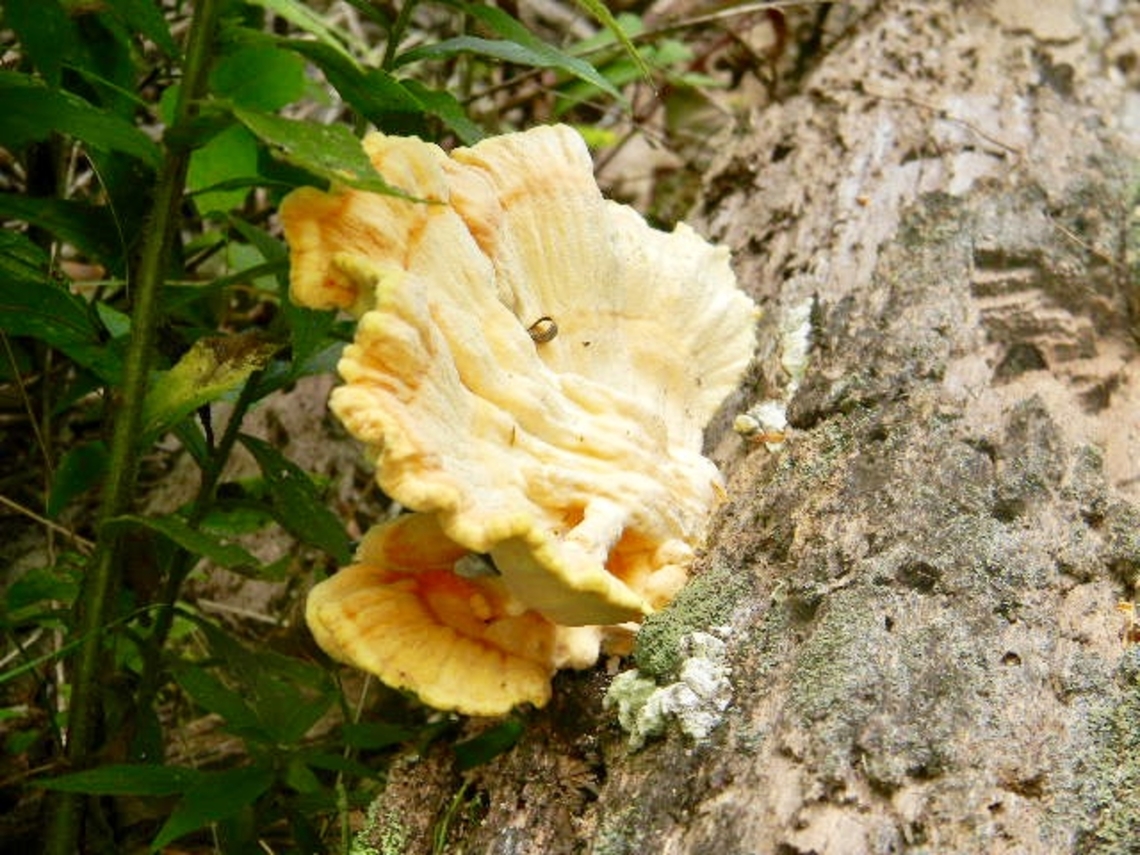 chicken of the woods left this one alone but have heard it&#039;s delicious Chicken of the Woods,Laetiporus sulphureus,New York