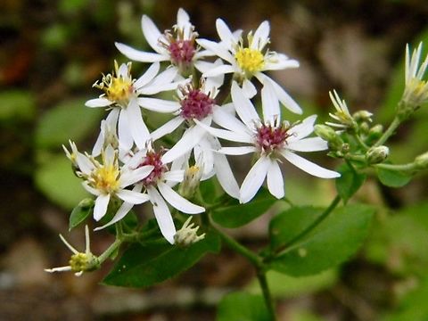 calico aster  Calico aster,New York,Symphyotrichum lateriflorum