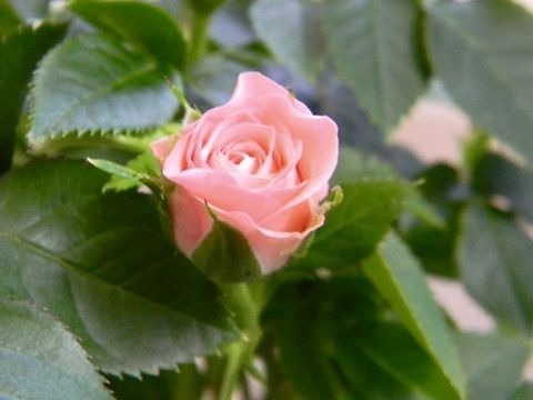 pink mini rose (indoor) Rosa chinensis,rosa chinensis var. minima