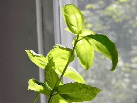 sweet green basil  Ocimum basilicum,Sweet Basil