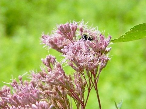 hemp agrimony accompanied by a small bumble bee Eupatorium cannabinum,New York State,bumble bee,hemp agrimony
