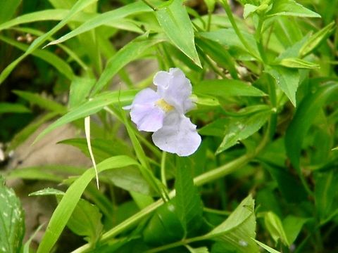 lavender musk flower  Allegheny Monkeyflower,Mimulus ringens,New York,lavender musk
