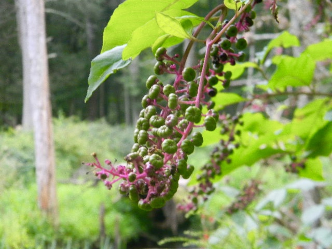 pokeweed  Phytolacca americana