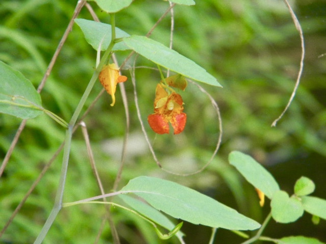 jewelweed apparently a possible natural remedy to poison ivy and oak  Impatiens capensis,Orange jewelweed