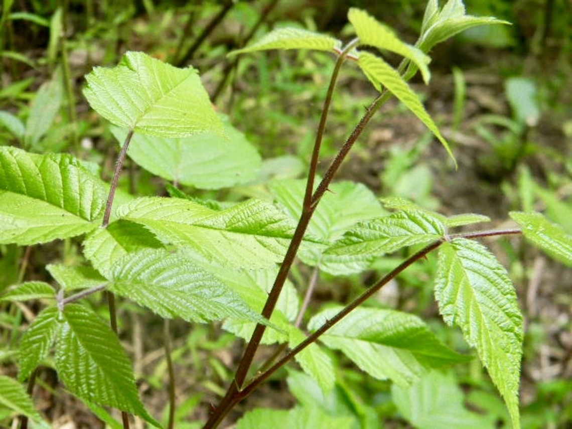 plains blackberry  Rubus ablatus,plains blackberry,rubs ablatus