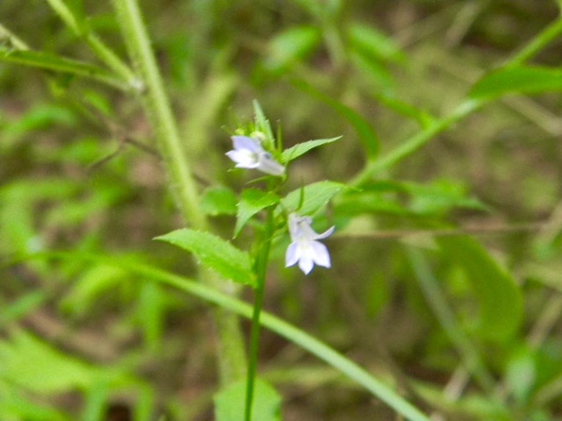 indian tobacco  Indian tobacco,Lobelia inflata