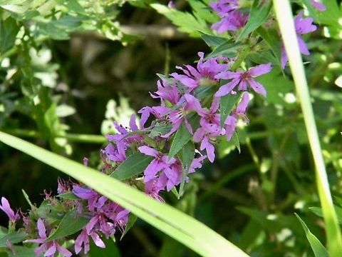 purple loosestrife  Lythrum salicaria,Purple loosestrife,Spiked loosestrife