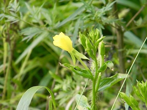 evening primrose  Evening star,Oenothera biennis,evening primrose