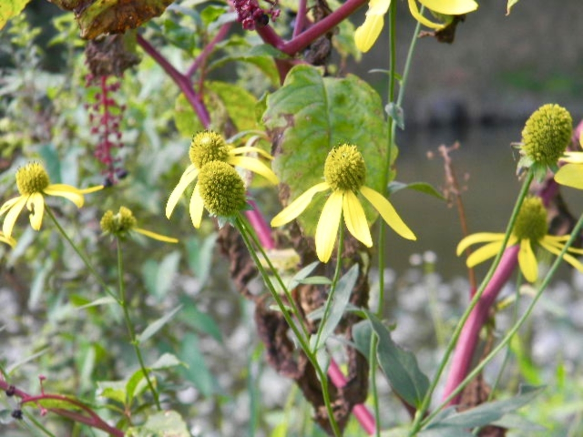 green headed coneflowers  Cutleaf coneflower,Rudbeckia laciniata