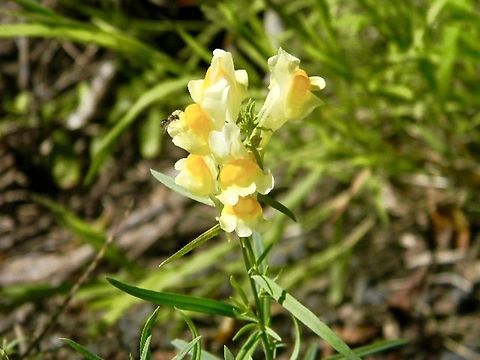 yellow toadflax  Butter-and-eggs,Linaria vulgaris,Yellow toadflax