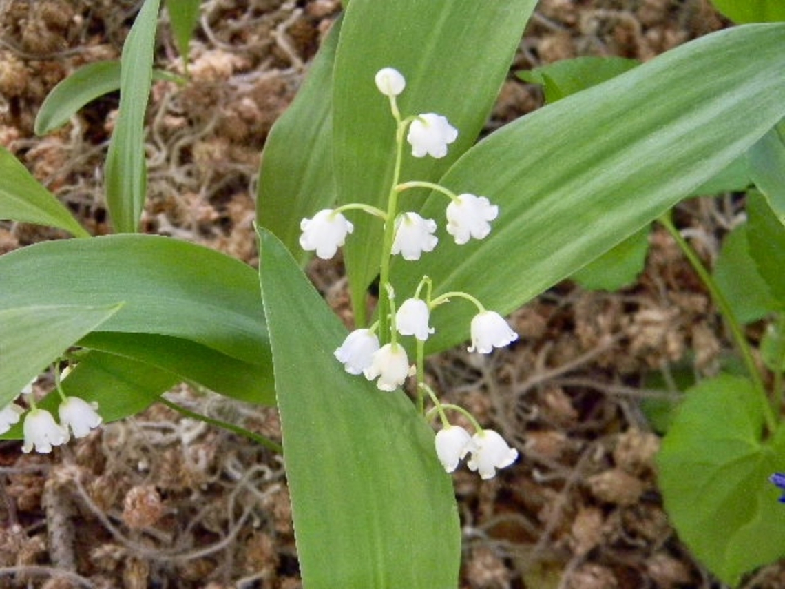 lily of the valley  Convallaria majalis,Lily of the valley