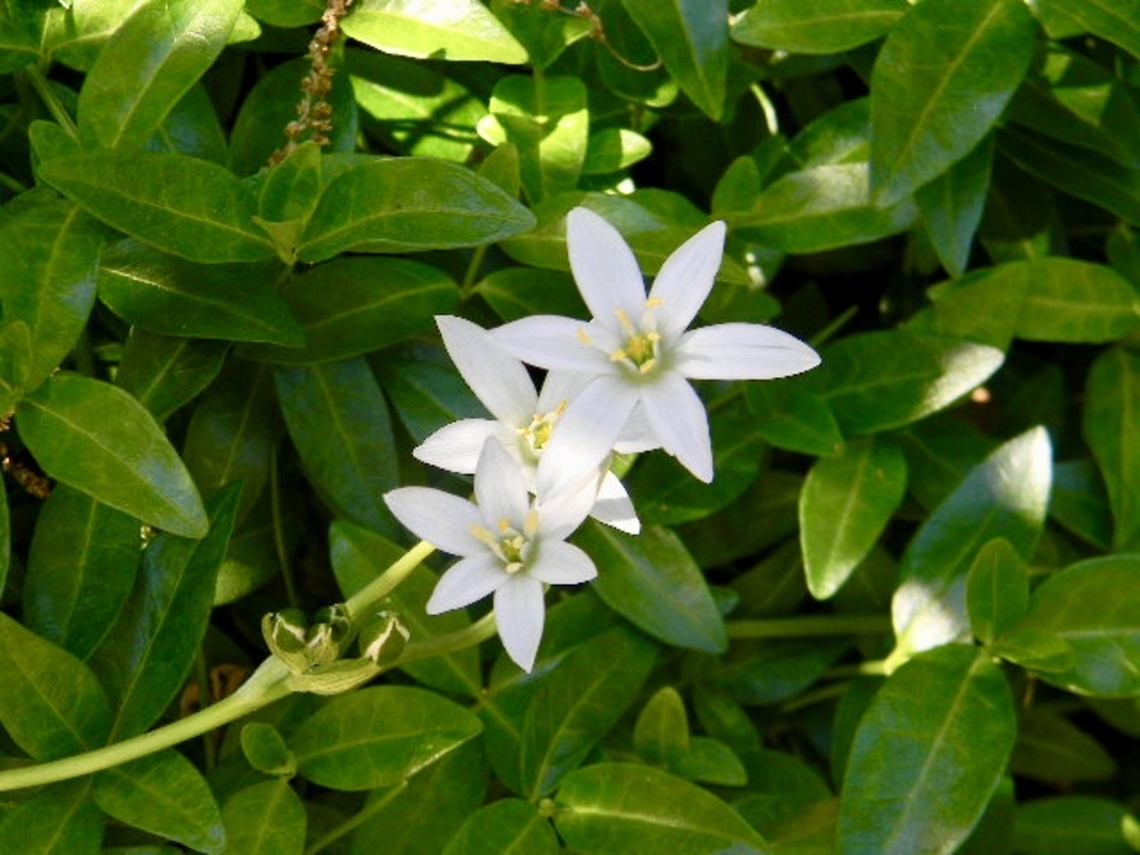 grass lily garden star of Bethlehem Grass Lily,Ornithogalum umbellatum,Star of Bethlehem