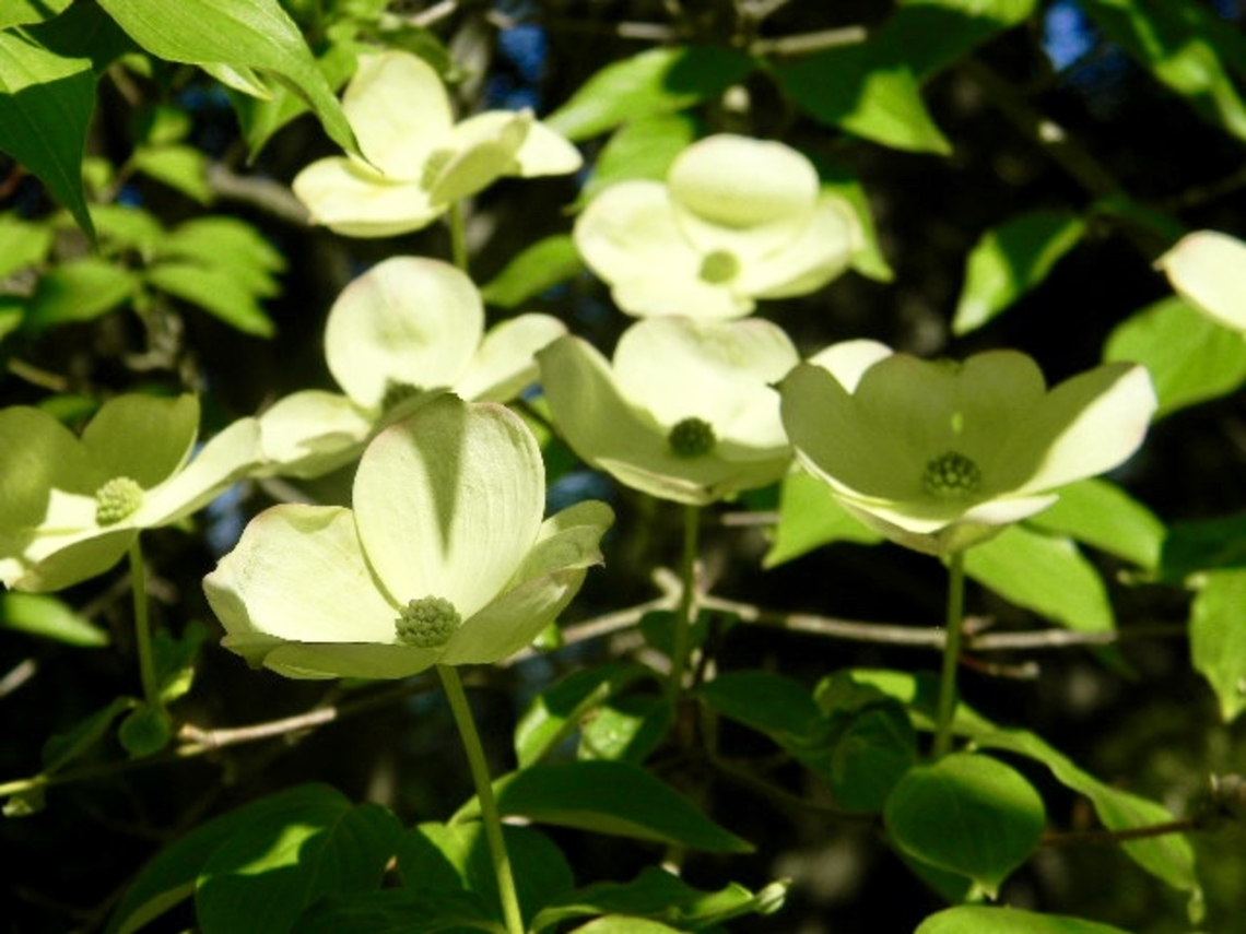 dogwood flowers  cornus venus,dogwood,flowering dogwood