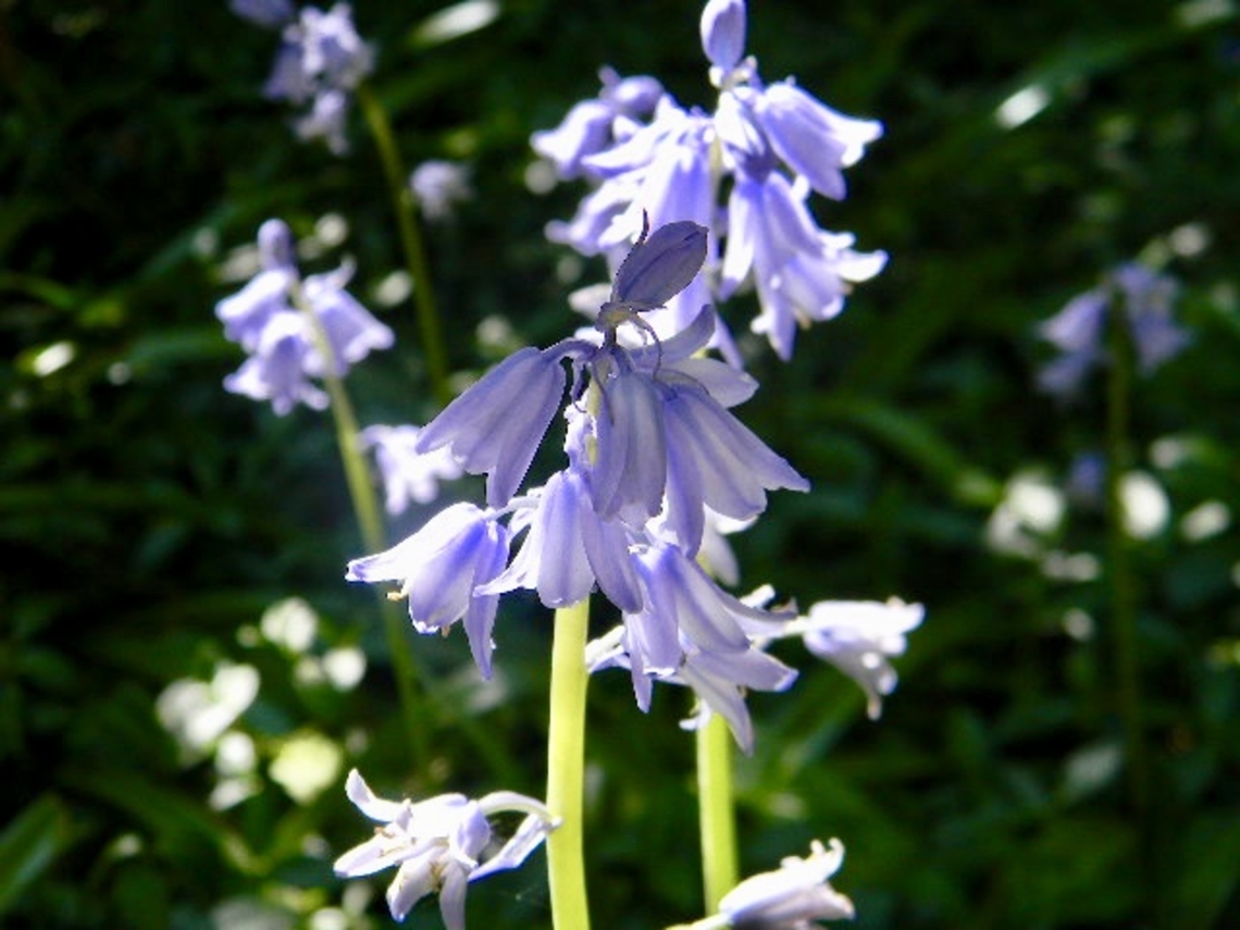 bluebells planted in a garden Hyacinthoides hispanica,Spanish bluebell