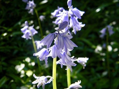 bluebells planted in a garden Hyacinthoides hispanica,Spanish bluebell