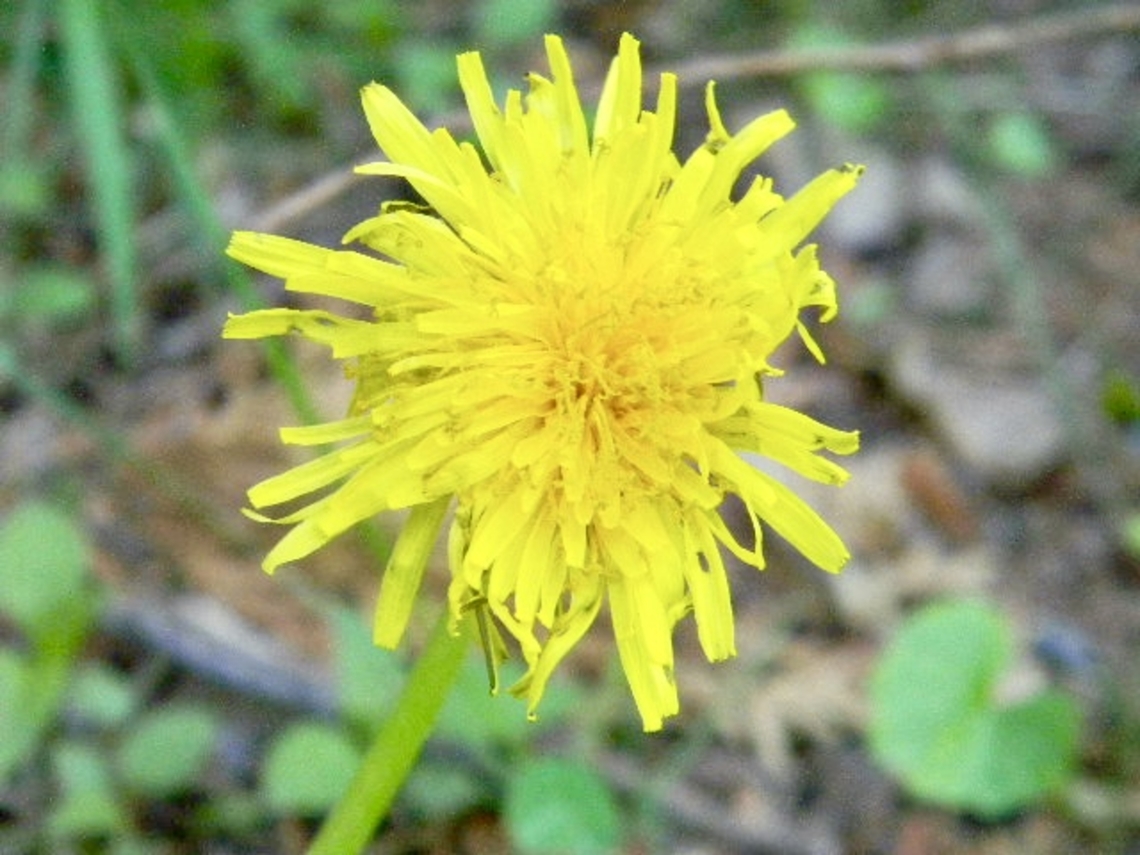 dandelion  Common dandelion,Taraxacum officinale