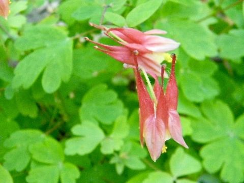 columbine flowers  Aquilegia canadensis,Eastern Columbine,red columbine