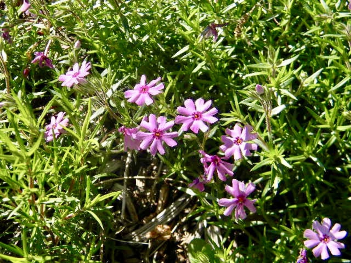 phlox flowers  Moss Phlox,Phlox subulata