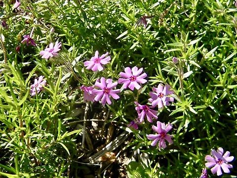 phlox flowers  Moss Phlox,Phlox subulata