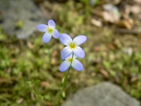 bluets  Azure Bluet,Houstonia caerulea
