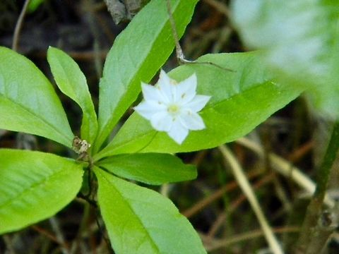 starflower  Starflower,Trientalis borealis