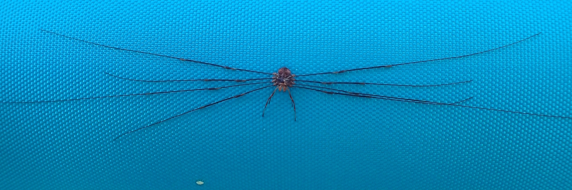 Mitostoma chrysomelas This harvestman is recognised by the long pedipalps in front of the body. The body is around 3 mm in length and brown, with golden transverse lines. Photographed in Gerde, Hautes-Pyr&eacute;n&eacute;es, Occitanie,France. Image Ref: Philbhu-P9260080a Mitostoma chrysomelas,Nemastomatidae,Opiliones,harvestman,palps,tubercles