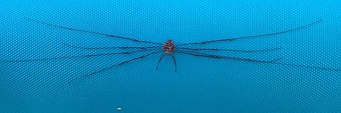 Mitostoma chrysomelas This harvestman is recognised by the long pedipalps in front of the body. The body is around 3 mm in length and brown, with golden transverse lines. Photographed in Gerde, Hautes-Pyrénées, Occitanie,France. Image Ref: Philbhu-P9260080a Mitostoma chrysomelas,Nemastomatidae,Opiliones,harvestman,palps,tubercles