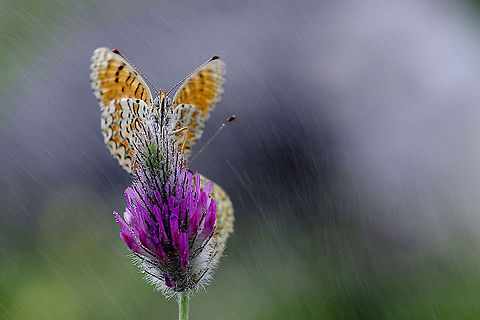 Colorful butterfly in the rain An artistic capture of a beautiful orangish butterfly sitting on a deep purple flower on a rainy day. Butterfly,Insects,Macro,Melitaea ornata,Rhopalocera