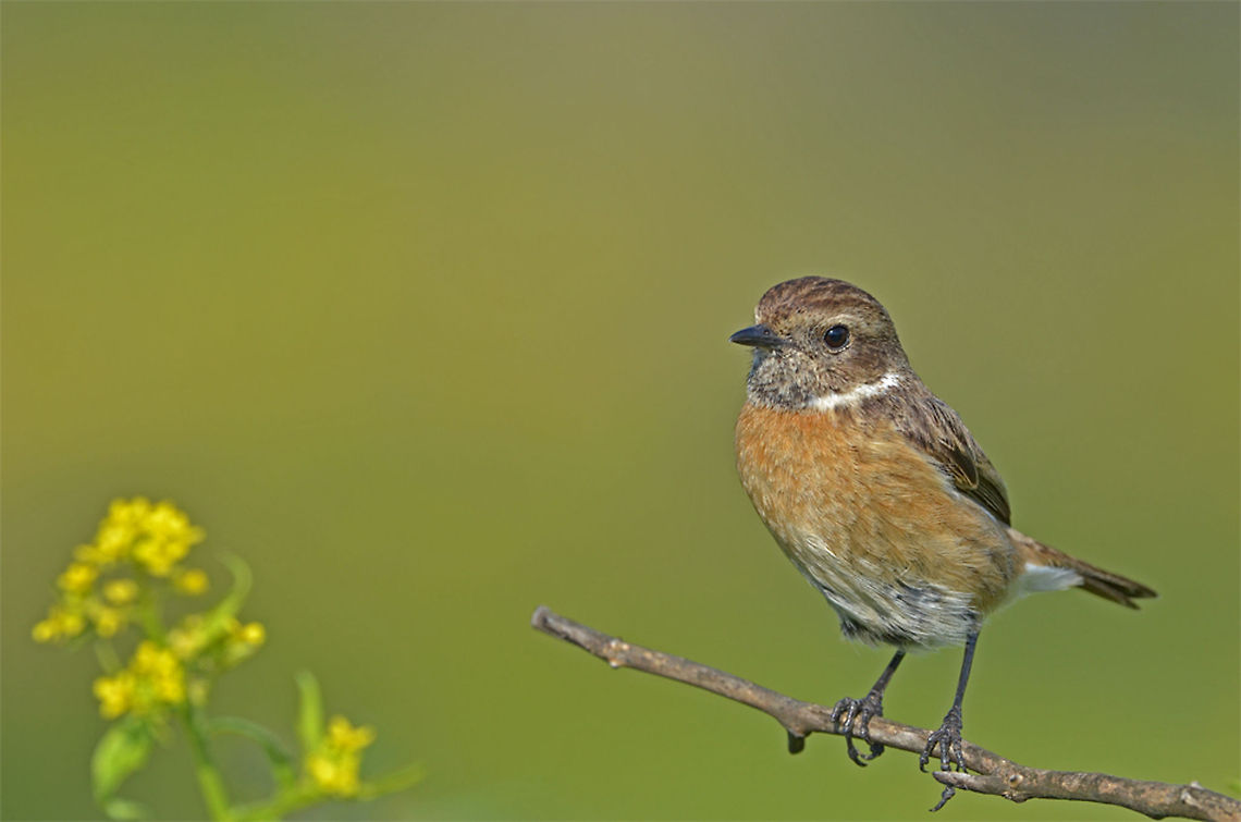 European Stonechat (Saxicola rubicola) European Stonechat stands up straight on a branch. Birds,European Stonechat,Saxicola rubicola