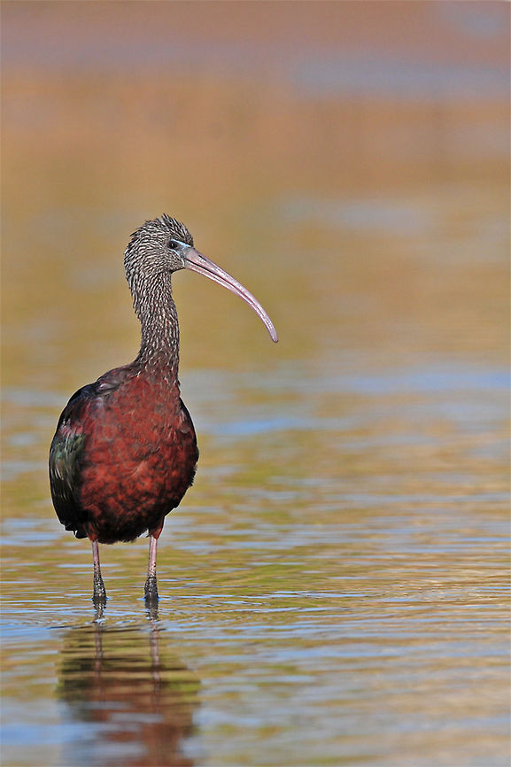 Ibis Portrait An Ibis standing in water fishing. Aves,Birds,Glossy Ibis,Ibis,Plegadis falcinellus