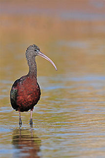 Ibis Portrait An Ibis standing in water fishing. Aves,Birds,Glossy Ibis,Ibis,Plegadis falcinellus