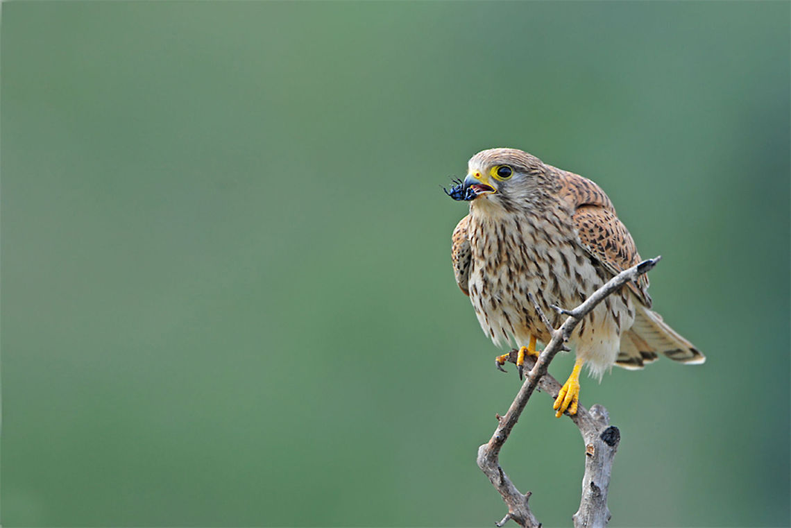 Falcon eating an insects A falcon sits on a branch whilst snacking on an insect it found. Birds,Falcon,Falconiformes,Feeding