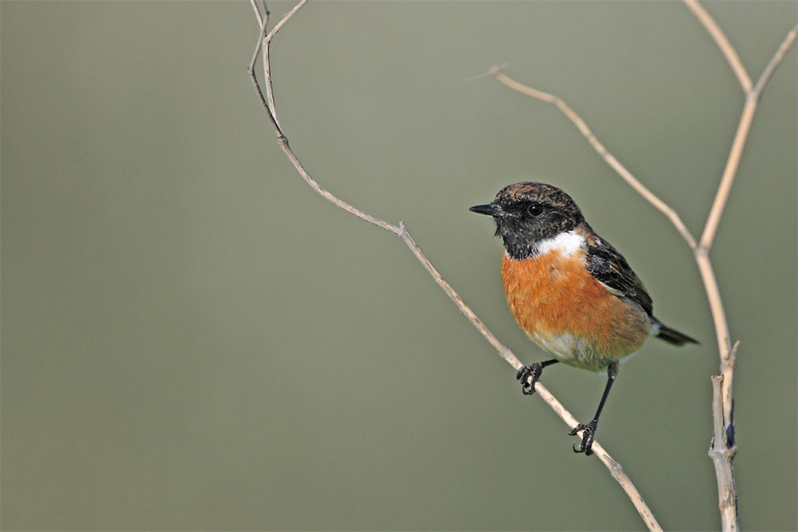 European Stonechat closeup Closeup of a European Stonechat (Saxicola rubicola), taking pride in its black head and beautiful orange chest feathers. Birds,European Stonechat,Saxicola rubicola