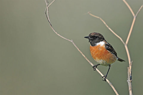 European Stonechat closeup Closeup of a European Stonechat (Saxicola rubicola), taking pride in its black head and beautiful orange chest feathers. Birds,European Stonechat,Saxicola rubicola