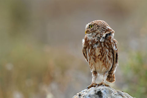 Little owl thinking An owl stands on a rock trying to decide what to do. Athene noctua,Birds,Little  Owl,Owl,Strigiformes
