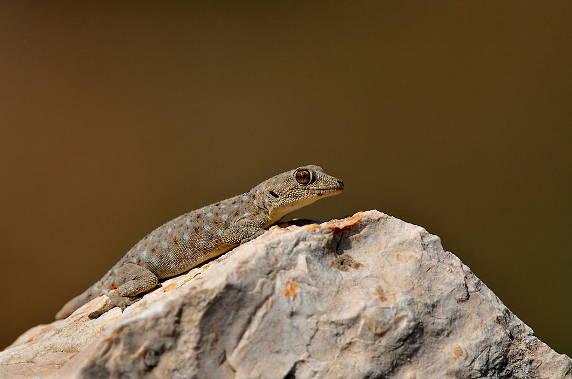 Staring gecko on a rock A calm gecko sits on a rock staring in front of him with its beautiful orange eyes.<br />
Ptyodactylus sp.? Reptiles,Squamata,gecko