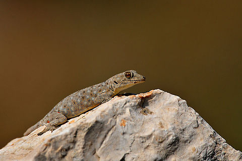 Staring gecko on a rock A calm gecko sits on a rock staring in front of him with its beautiful orange eyes.
Ptyodactylus sp.? Reptiles,Squamata,gecko