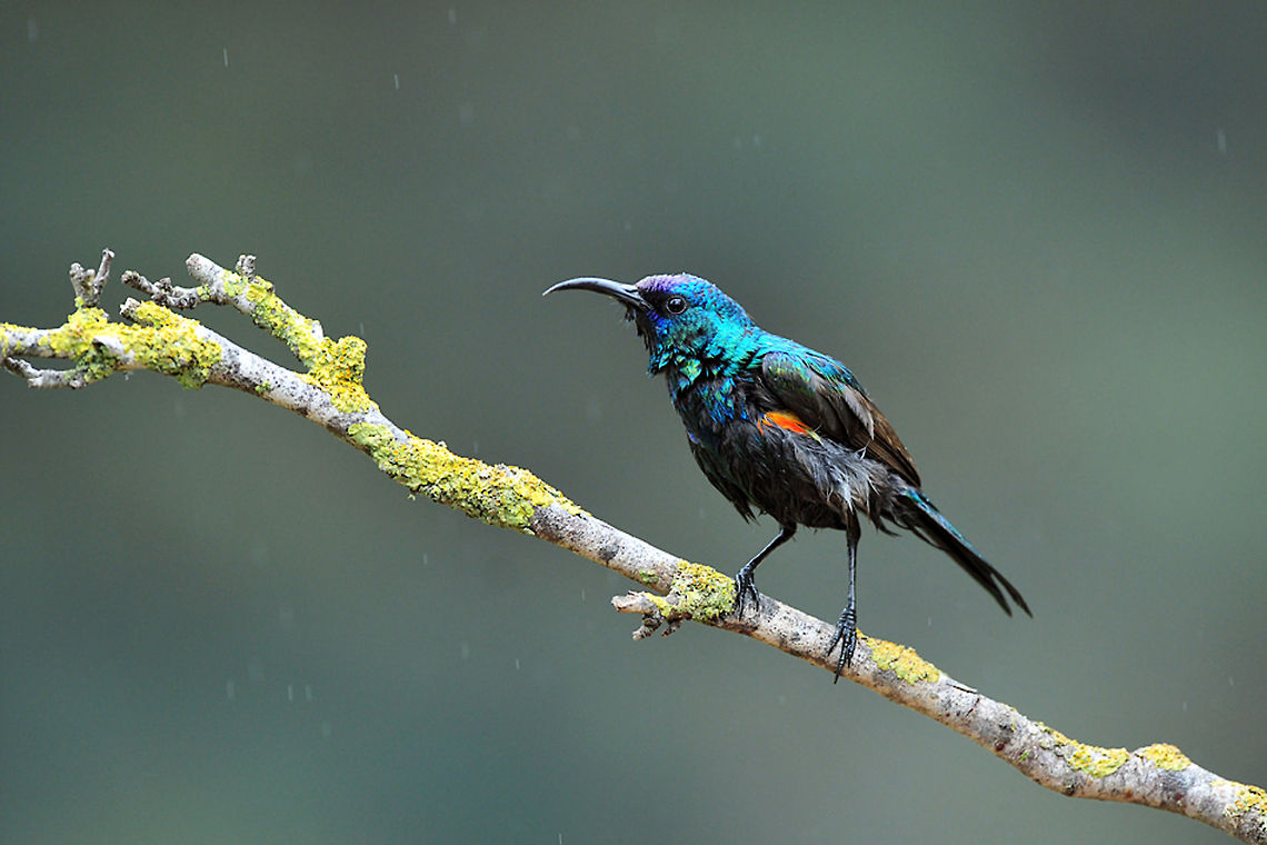 Nectarinia Osea An iridescent Northern Orange-tufted Sunbird standing on a branch. Birds,Cinnyris osea,Cinnyris oseus,Northern Orange-tufted Sunbird,Palestine Sunbird,Palestine sunbird,SunBirds
