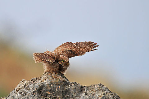 Little owl leaving for a flight A young owl with outstretched wings prepares for flight. Athene noctua,Birds,Little  Owl,Owl,Strigiformes