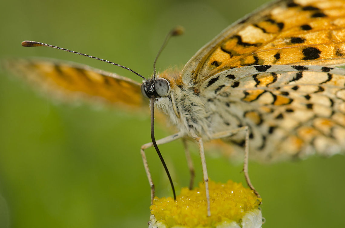 Butterfly busy with sweet work A butterfly sucking up the nectar from the stamen of a small flower. Butterfly,Macro,Melitaea ornata,Rhopalocera