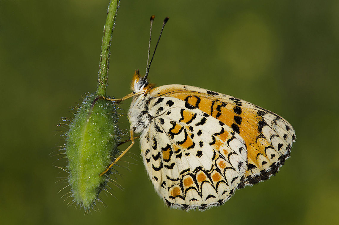 White/Orange Butterfly hanging A marvelous capture of a large butterfly with white, orange and black patterns on its wings hanging on a flower. Butterfly,Macro,Melitaea ornata,Rhopalocera