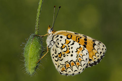 White/Orange Butterfly hanging A marvelous capture of a large butterfly with white, orange and black patterns on its wings hanging on a flower. Butterfly,Macro,Melitaea ornata,Rhopalocera