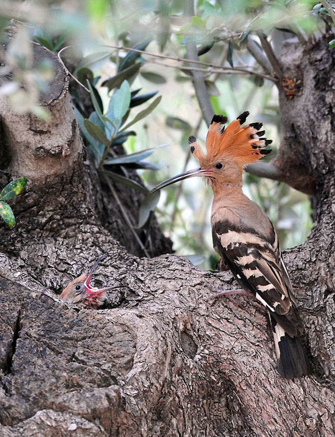 Upupa epops A Upupa epops with its characteristic feathers and bright yellow crest. Birds,Chick,Hoopoe,Upupa epops